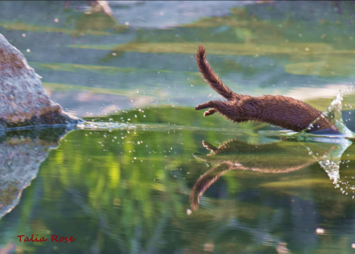 Mink Jumping Into River