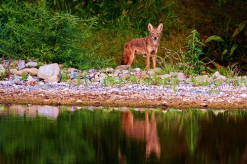 Coyote reflection